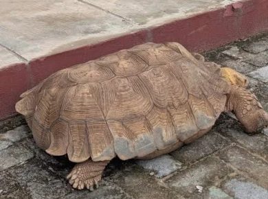 Historic Oyo Palace Tortoise ‘Baba’, Reported to Be 420 Years Old, Dies