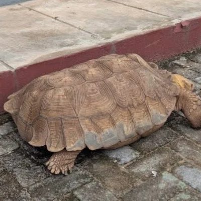Historic Oyo Palace Tortoise ‘Baba’, Reported to Be 420 Years Old, Dies