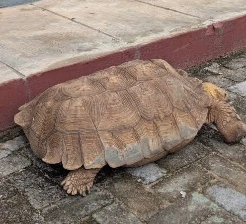 Historic Oyo Palace Tortoise ‘Baba’, Reported to Be 420 Years Old, Dies